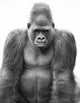 Gorilla Wall Mural