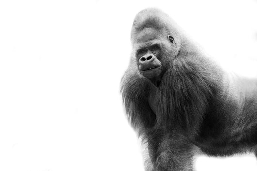 Black And White Portrait Of A Gorilla Wall Decal