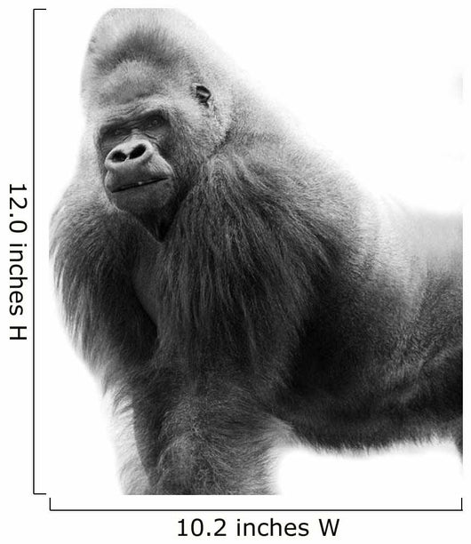 Black And White Portrait Of A Gorilla Wall Decal