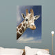 Portrait Of A Single Giraffe Wall Mural