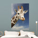 Portrait Of A Single Giraffe Wall Mural