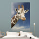 Portrait Of A Single Giraffe Wall Mural