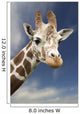 Portrait Of A Single Giraffe Wall Mural
