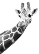 Black And White Portrait Of A Giraffe Wall Decal