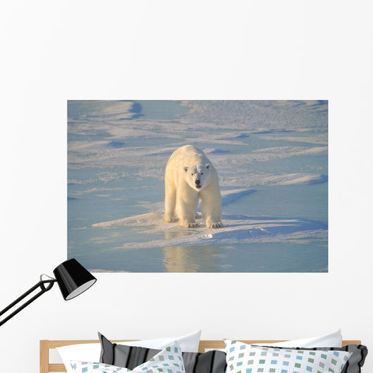 Polar Bear On Ice Wall Mural