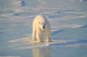 Polar Bear On Ice Wall Mural