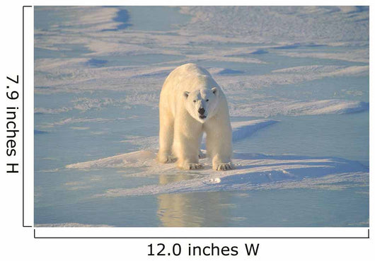 Polar Bear On Ice Wall Mural