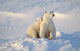Polar Bear And Cub Wall Mural