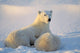 Polar Bear With Nursing Cub Wall Mural