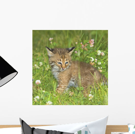 Bobcat Kitten Wall Mural