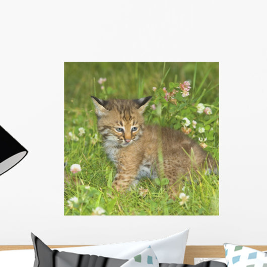 Bobcat Kitten Wall Mural