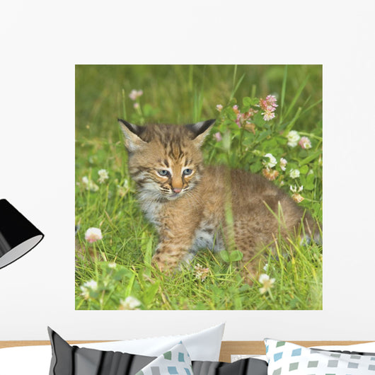 Bobcat Kitten Wall Mural