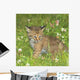 Bobcat Kitten Wall Mural