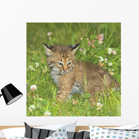 Bobcat Kitten Wall Mural