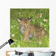 Bobcat Kitten Wall Mural
