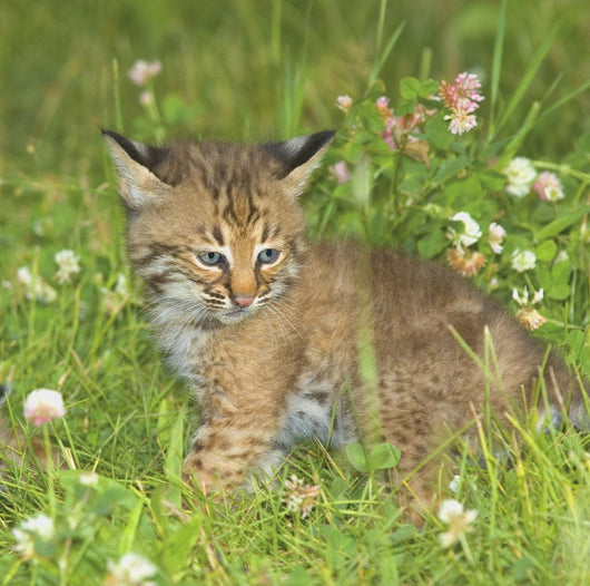 Bobcat Kitten Wall Mural