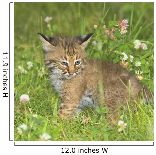 Bobcat Kitten Wall Mural