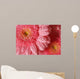 Pink Gerbera with Water