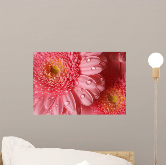 Pink Gerbera with Water