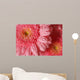 Pink Gerbera with Water
