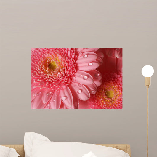 Pink Gerbera with Water