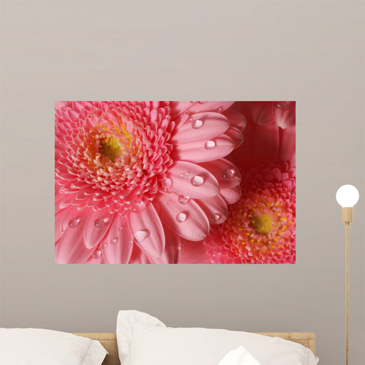 Pink Gerbera with Water