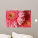 Pink Gerbera with Water
