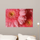Pink Gerbera with Water