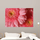 Pink Gerbera with Water
