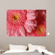 Pink Gerbera with Water