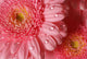 Pink Gerbera with Water