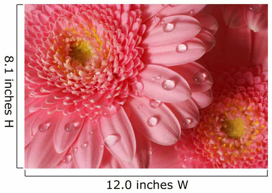 Pink Gerbera with Water