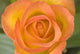 Hybrid Tea Rose Circus Wall Mural