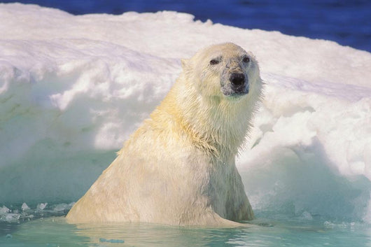Polar Bear In Ice Pool Wall Mural