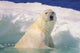 Polar Bear In Ice Pool Wall Mural