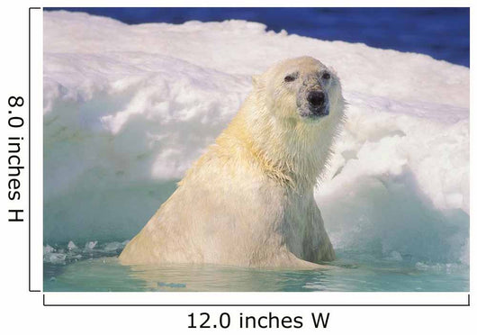 Polar Bear In Ice Pool Wall Mural