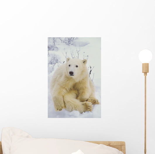 Polar Bear Cub Sitting Wall Mural