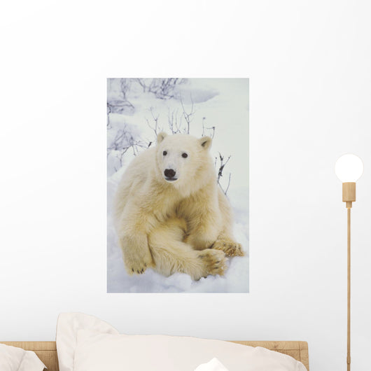 Polar Bear Cub Sitting Wall Mural