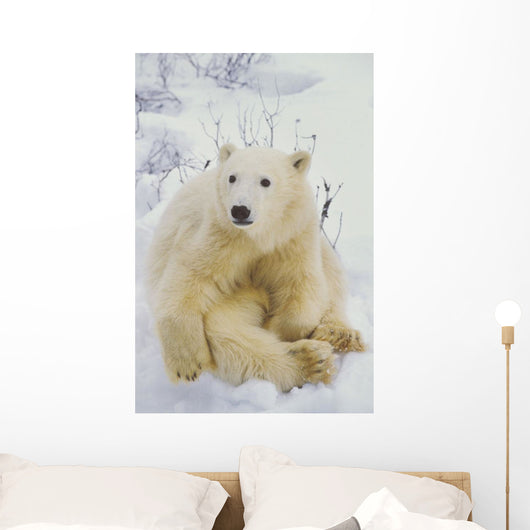 Polar Bear Cub Sitting Wall Mural