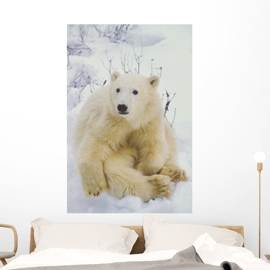 Polar Bear Cub Sitting Wall Mural