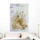 Polar Bear Cub Sitting Wall Mural