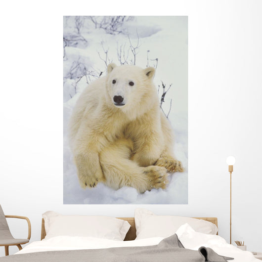 Polar Bear Cub Sitting Wall Mural