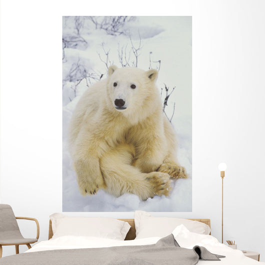 Polar Bear Cub Sitting Wall Mural