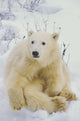 Polar Bear Cub Sitting Wall Mural