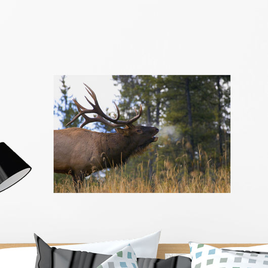 Bull Elk Bugling Wall Mural