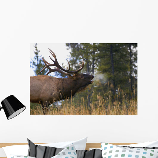 Bull Elk Bugling Wall Mural