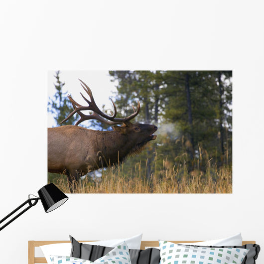 Bull Elk Bugling Wall Mural