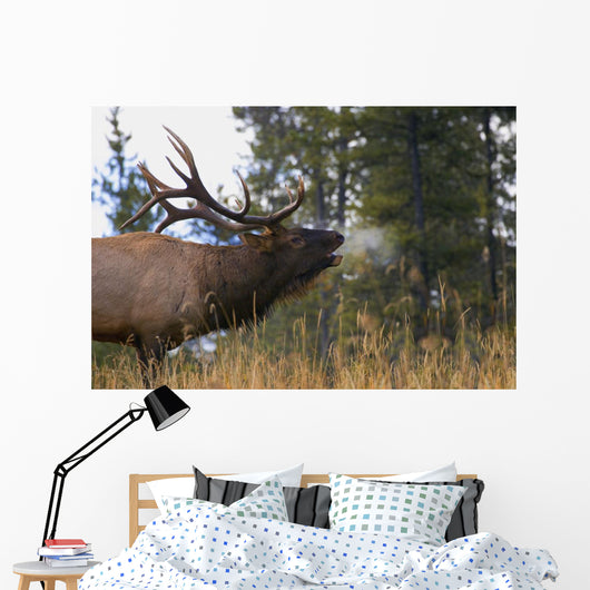 Bull Elk Bugling Wall Mural
