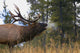 Bull Elk Bugling Wall Mural