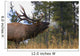 Bull Elk Bugling Wall Mural